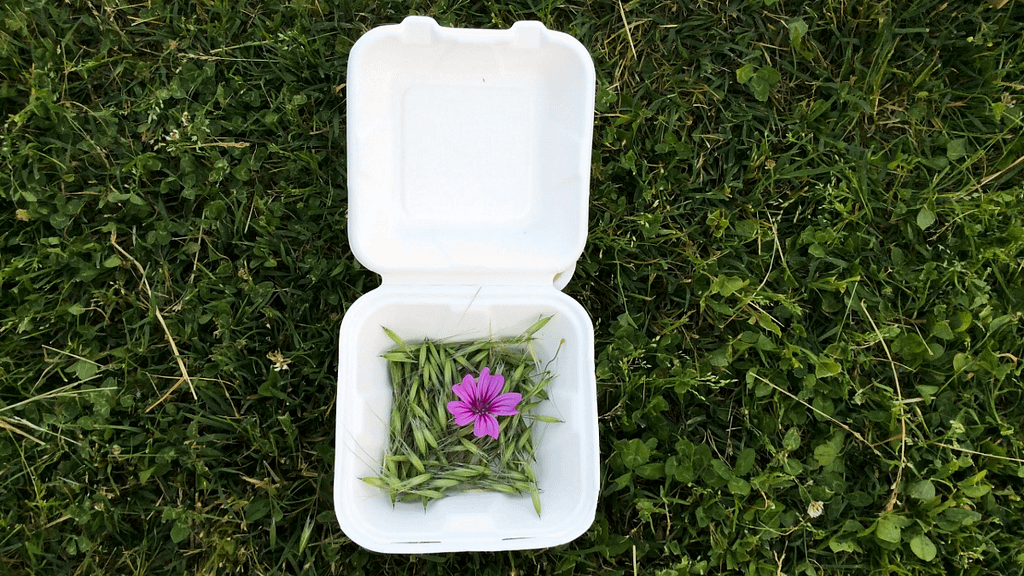 differenza tra compostabile e biodegradabile