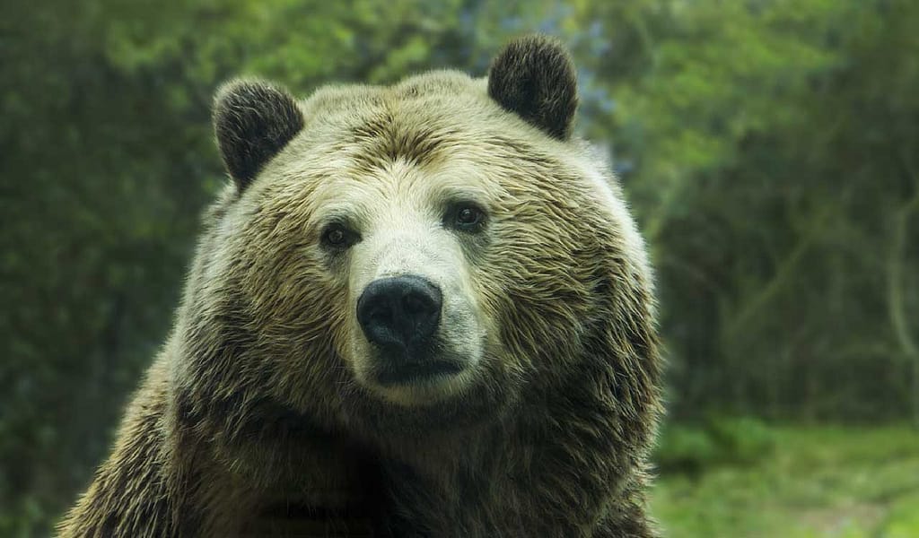 la faccia sorpresa di un orso
