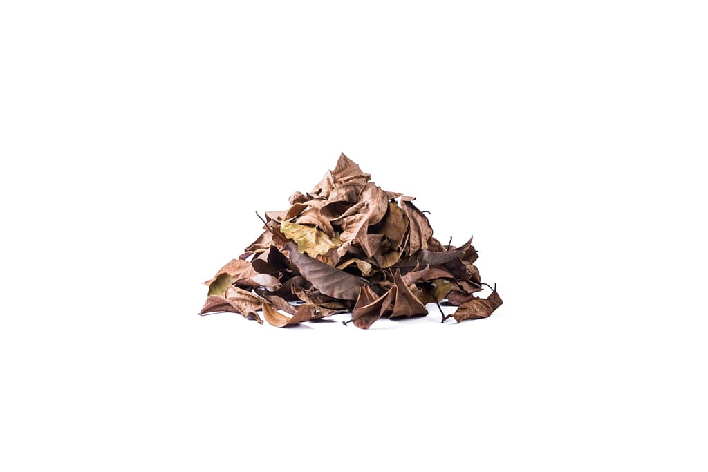 Foglie secche utilizzate nel compostaggio domestico come materiale secco per la compostiera