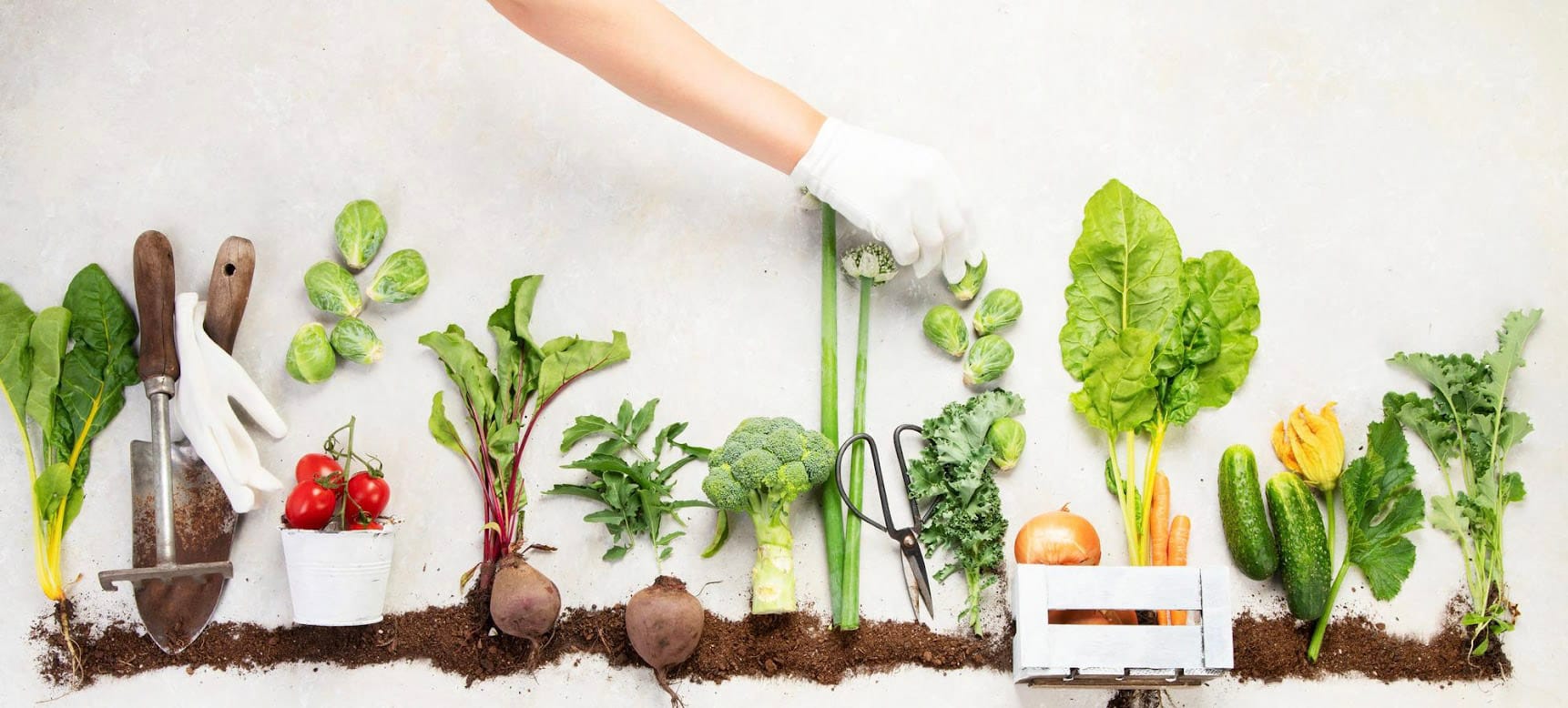 verdure raccolte nell’orto con terreno arricchito da compost naturale