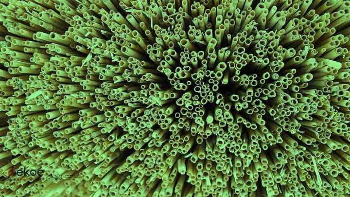 cannucce compostabili